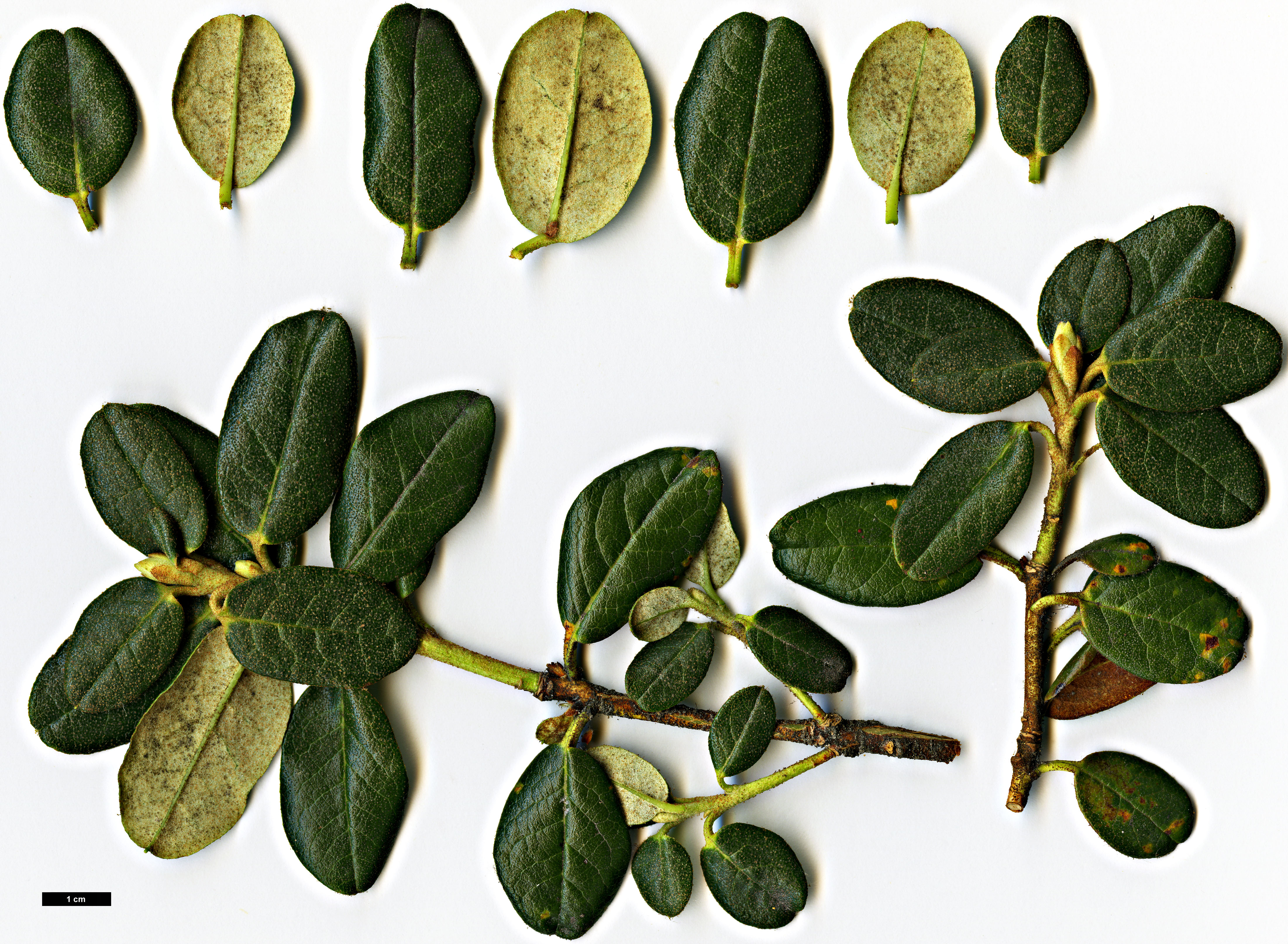 High resolution image: Family: Ericaceae - Genus: Rhododendron - Taxon: anthopogon - SpeciesSub: subsp. anthopogon 'Betty Graham'